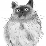 Fluffy Cat Portrait