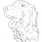 Spaniel Portrait