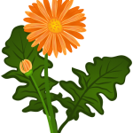 Orange Daisy-type flower