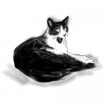 Black & White Cat Portrait