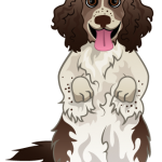 Springer Spaniel