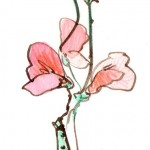 Sweet Peas