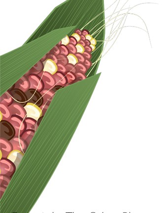 Corn Cob – copyright The Other Player, Art by Beth Carson