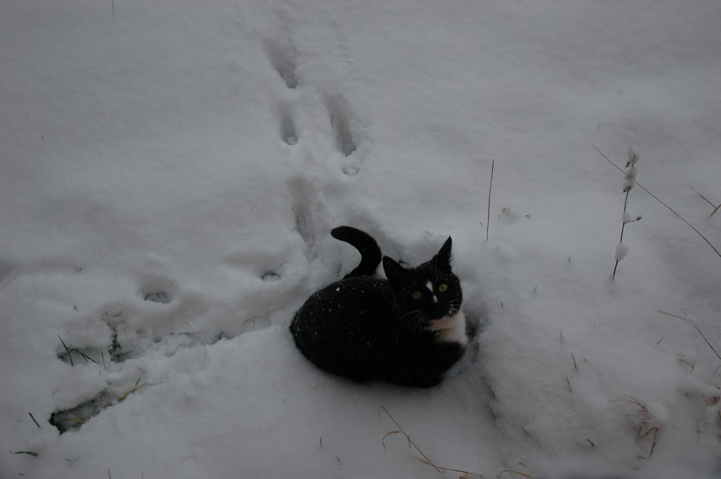 My Kitty in the Snow